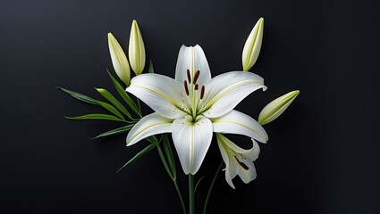 White lily flowers with green leaves on a black background featuring blooming and bud stages of the plant botanical composition