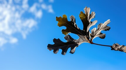 sky black oak leaf
