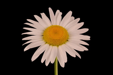 Ox-Eye Daisy (Leucanthemum vulgare). Flowering Capitulum Closeup