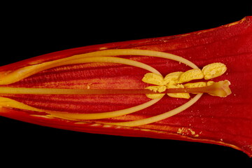 Trumpet Vine (Campsis radicans). Pistil and Stamens Closeup