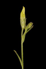 Painted Tongue (Salpiglossis sinuata). Emerging Inflorescence Closeup