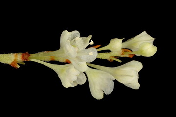 Japanese Knotweed (Reynoutria japonica). Inflorescence Detail Closeup