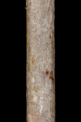 Buckthorn (Rhamnus cathartica). Wintering Twig Detail Closeup