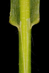 Broom Brome (Bromus scoparius). Culm and Leaf Sheath Closeup