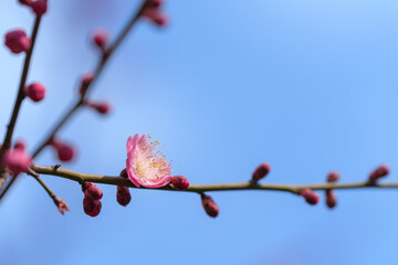 Pink plum blossoms blooming on branches in spring