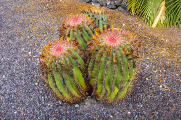 Close up view of Ferocactus pilosus (Galeotti ex Salm-Dyck)