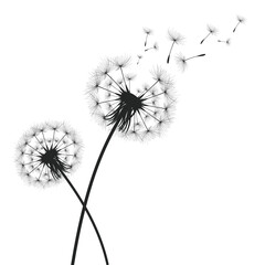 Vector illustration dandelion time. Black Dandelion seeds blowing in the wind. The wind inflates a dandelion isolated on a white background.