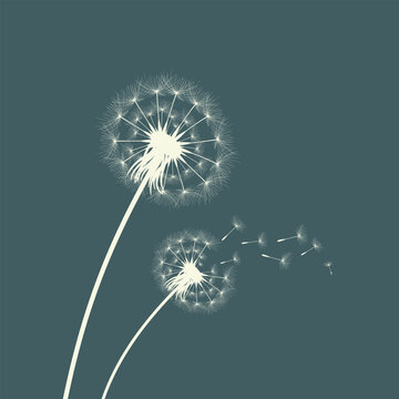 Vector illustration of dandelion time. Beautiful realistic Dandelion seeds blowing in the wind. The wind inflates a dandelion isolated in an editable evening background.