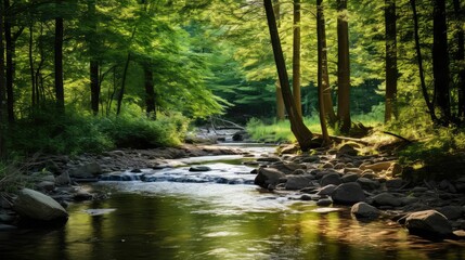 Obraz premium sunlight wooded lot