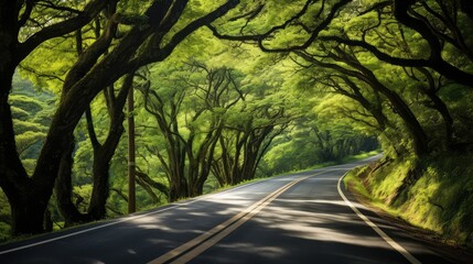 Obraz premium leaves road trees