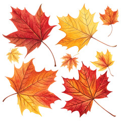 Obraz premium Beautiful orange autumn leaves illustration isolated on white background. High quality autumn leaves illustration on white