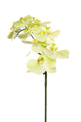 Beautiful artificial orchid plant made of silicone and latex for home decor or event decoration