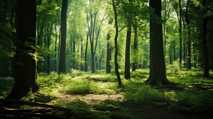 Obraz premium reforestation green earth