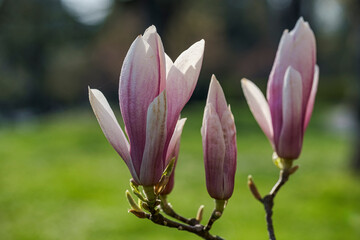 Close-up of a blooming magnolia in the spa gardens of Wiesbaden