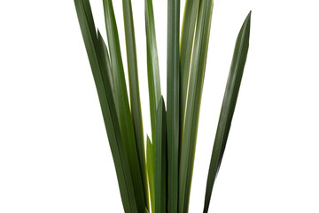 Silicone and latex artificial plants showcasing realistic green foliage for home decor and styling