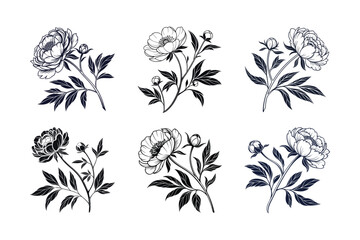 Peony (Paeonia spp.) silhouette vector illustration