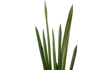 Silicone and latex artificial plants with long green leaves for home or office decoration