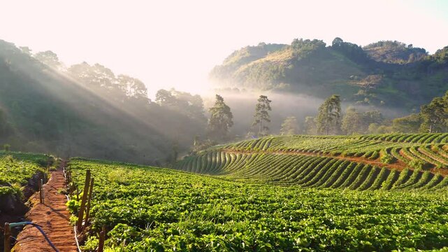 Strawberry field terrace and sunrise with misty morning, scenery nature sunshine in morning with flare mist, farmer picking strawberry at doi angkhang mountain, chiang mai , Thailand.