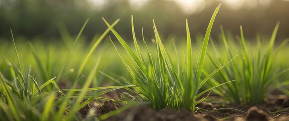Obraz premium Close-up view of green grass blades growing from dark soil in a sunlit field during early morning hours