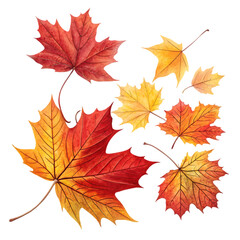 Obraz premium Beautiful orange autumn leaves illustration isolated on white background. High quality autumn leaves illustration on white