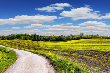 Road between spring shoots