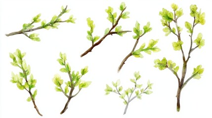 Watercolor painting of green leafy branches in various arrangements on white background