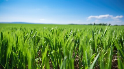 Obraz premium field green wheat