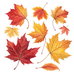 Obraz premium Beautiful orange autumn leaves illustration isolated on white background. High quality autumn leaves illustration on white