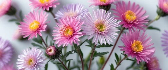 Fototapeta premium Pink and purple asters with green leaves arranged on a light background demonstrating floral beauty and texture