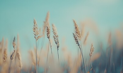 Fototapeta premium Field grass on a meadow under blue sky in spring for nature, vacation, and travel