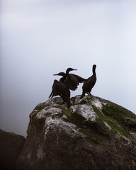 birds on rock