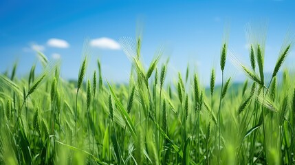 Obraz premium wheat spring green