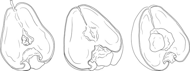 Vector, line Pink apple or red java apple, buah jambu or wax apple, semarang rose. Tropical edible food icon