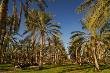 Fototapeta premium Douz,la porta del deserto, villaggio situato ai margini del Deserto del Sahara. Tunisia