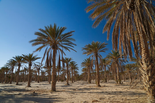 Douz,la porta del deserto, villaggio situato ai margini del Deserto del Sahara. Tunisia