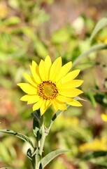 A close view of the wildflower in the field on a sunny day.