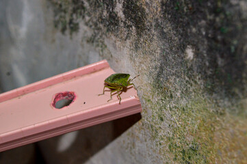 Green ladybug or green stink bug this insect can emit a distinctive and strong odor. Green ladybug...