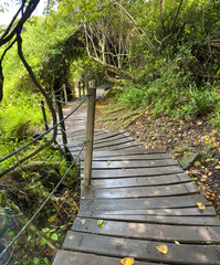 Obraz premium Wood path at Tsitsikamma national park, South Africa. Empty walkway and green trees