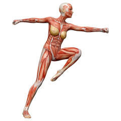 3D Rendering Female Anatomy Figure on White