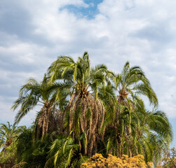Obraz premium Palm trees against blue cloudy sky background