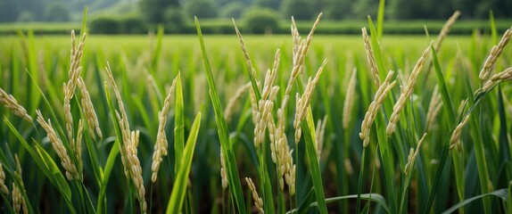 Fototapeta premium Close-up of ripening rice plants in a lush green field with soft focus on background overcast sky in rural landscape