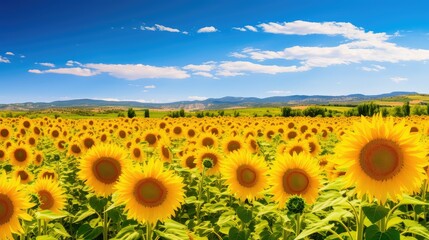 Obraz premium sunflowers spring europe
