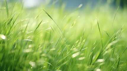 glistens summer green