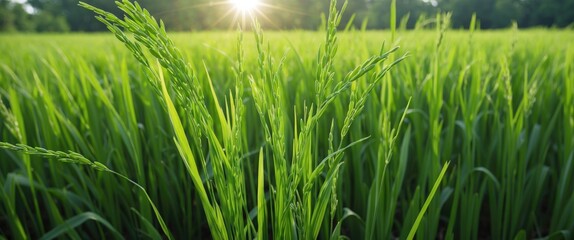 Obraz premium Green rice field with sunlight shining through plants under clear blue sky in rural landscape agriculture setting.