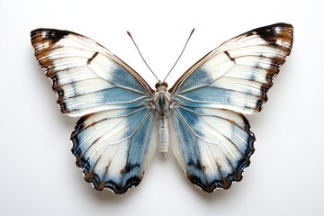 Fototapeta premium Blue-winged butterfly, studio shot, white background, nature design.