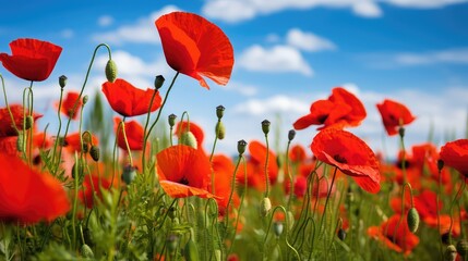 Obraz premium field red summer background