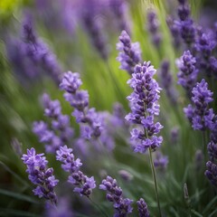 Obraz premium lavender flowers in provence