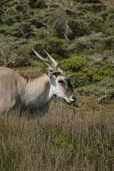 A majestic eland antelope wanders through the golden grasslands of South Africa, blending seamlessly with its natural surroundings. With its powerful build and striking twisted horns, this gentle gian