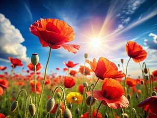 Obraz premium Vibrant Field of Poppies, Summer Flowers, Red Coquelicot Blooms, Copy Space, Nature Photography