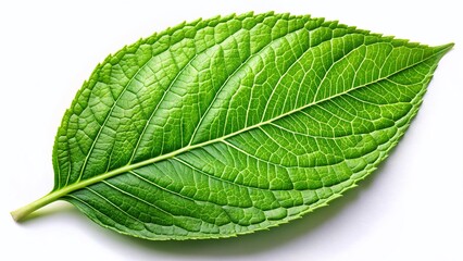 Obraz premium Vibrant Green Leaf Isolated on White Background - Perfect for Nature Designs